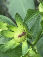 Paraxenetus guttulatus