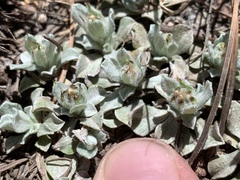 Antennaria soliceps