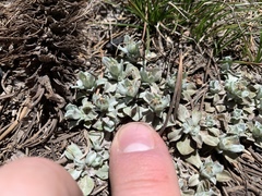 Antennaria soliceps