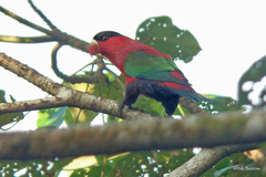 Lorius hypoinochrous