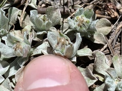 Antennaria soliceps