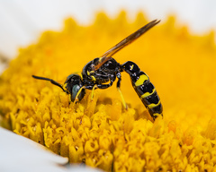 Philanthus bilunatus