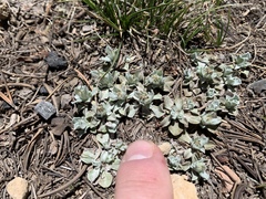 Antennaria soliceps