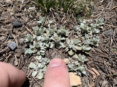 Antennaria soliceps