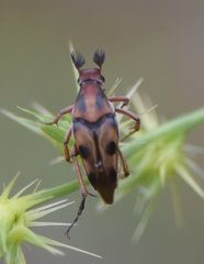 Macrosiagon octomaculata