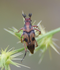 Macrosiagon octomaculata