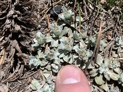 Antennaria soliceps