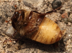 Amphimallon ruficorne