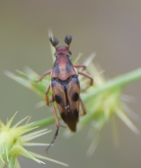 Macrosiagon octomaculata