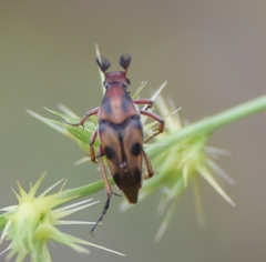 Macrosiagon octomaculata