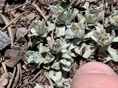 Antennaria soliceps