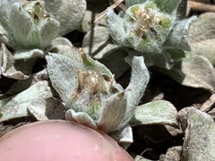 Antennaria soliceps