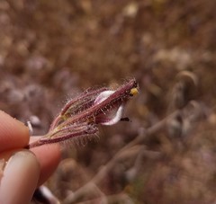 Cordylanthus pilosus trifidus