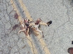 Vulpes macrotis mutica