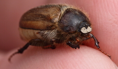 Amphimallon ruficorne