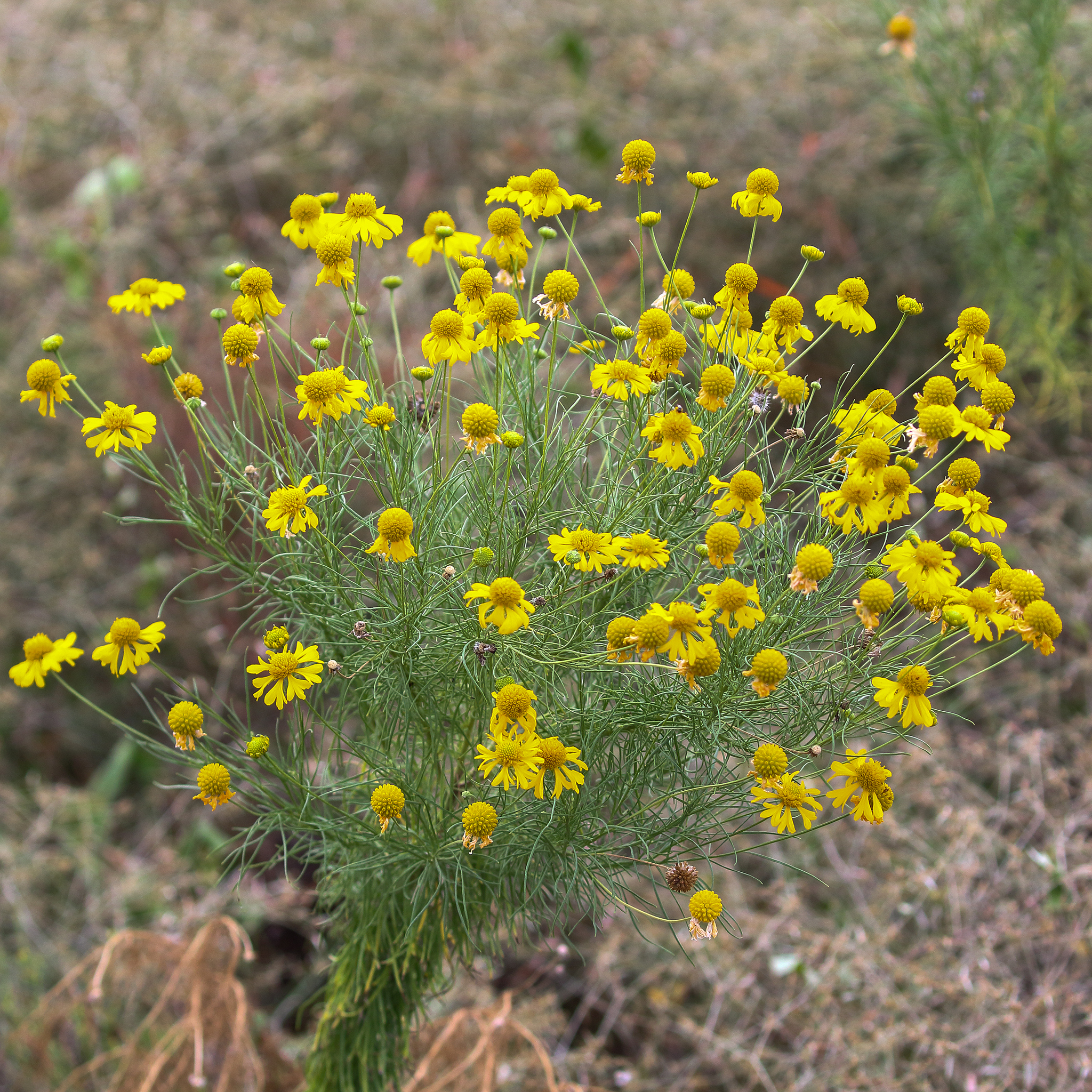 Helenium amarum
