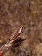 Cordylanthus pilosus trifidus
