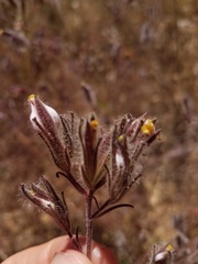 Cordylanthus pilosus trifidus