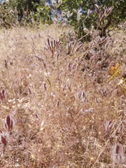 Cordylanthus pilosus trifidus