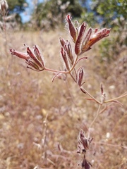 Cordylanthus pilosus trifidus