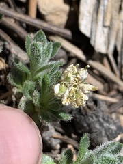 Draba jaegeri