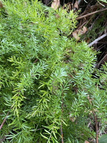Asparagus aethiopicus observed 2024-11-10