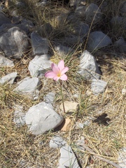 Zephyranthes brevipes