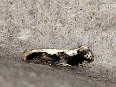 Monopis dorsistrigella