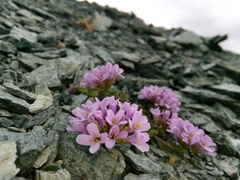 Noccaea rotundifolia