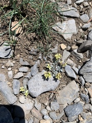 Physaria hitchcockii