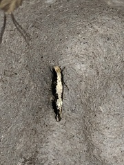 Monopis dorsistrigella