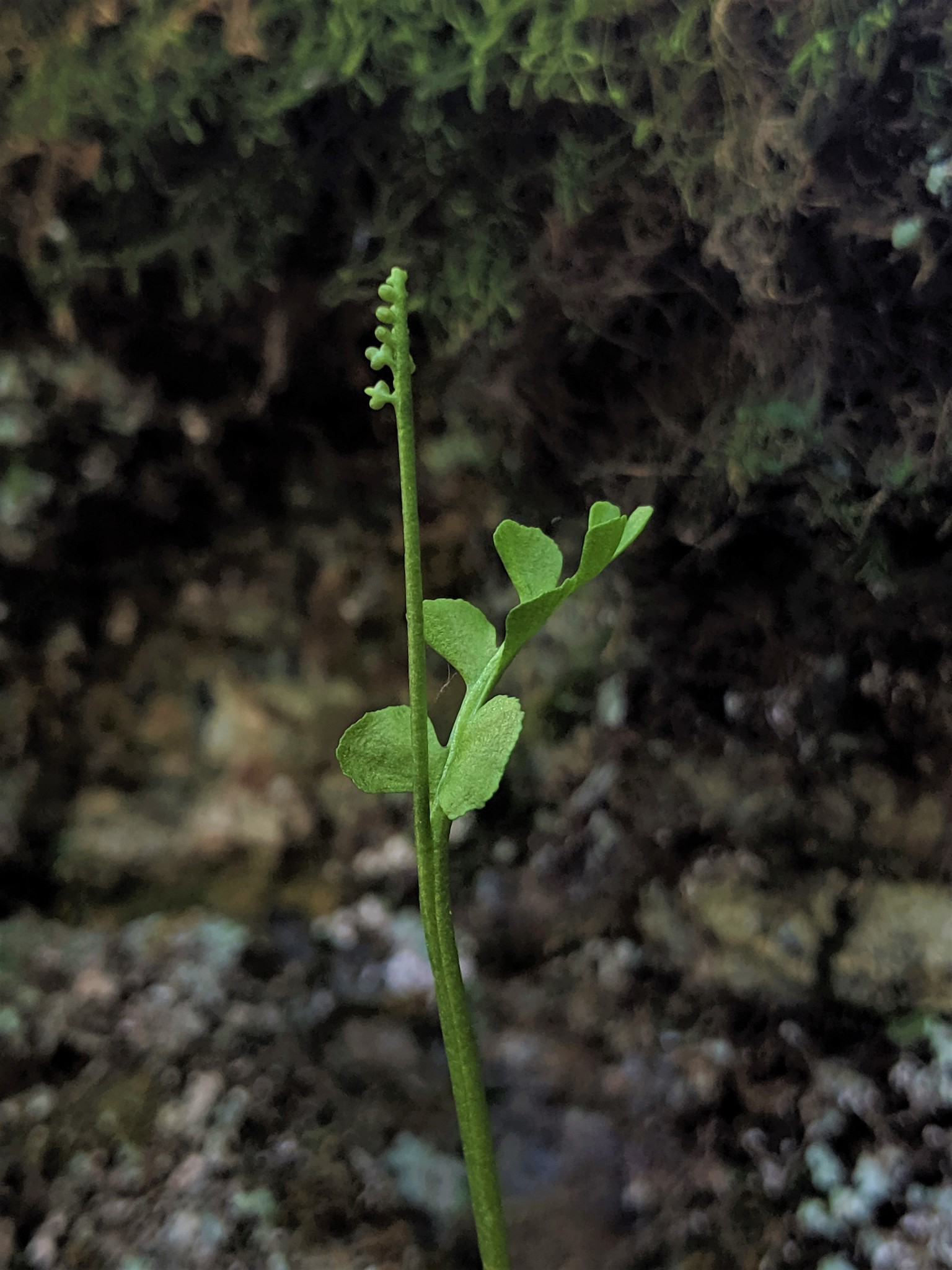 Botrychium neolunaria