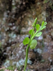 Botrychium neolunaria