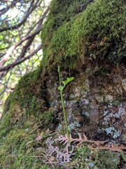 Botrychium neolunaria