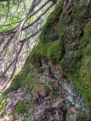 Botrychium neolunaria