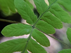 Gymnocarpium × intermedium