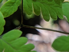 Gymnocarpium × intermedium