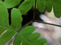 Gymnocarpium × intermedium