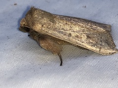 Leucania pseudargyria