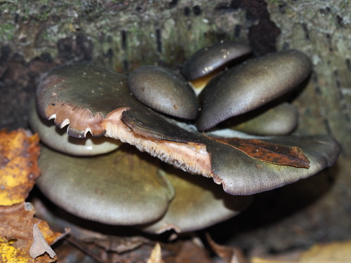 sarcomyxa serotina