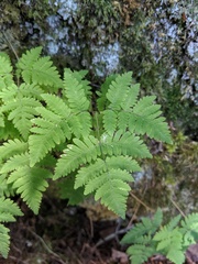 Gymnocarpium × intermedium