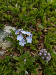 Myosotis alpestris