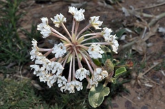 Tripterocalyx carneus