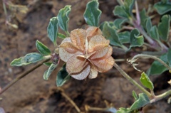 Tripterocalyx carneus