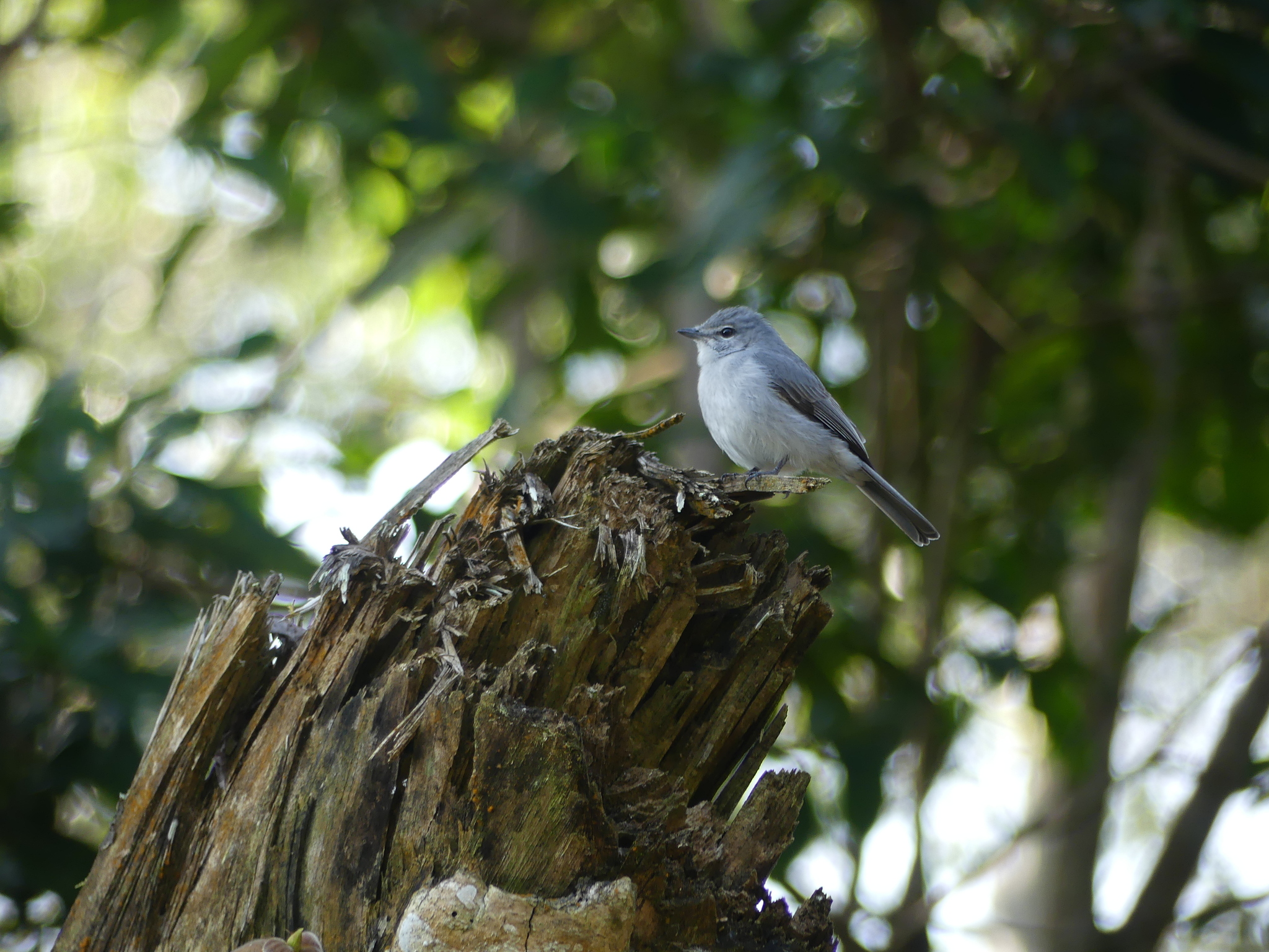 Ashy Flycatcher (Fraseria caerulescens)