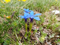 Gentiana brachyphylla