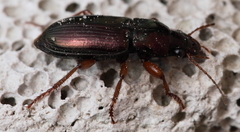 Harpalus affinis