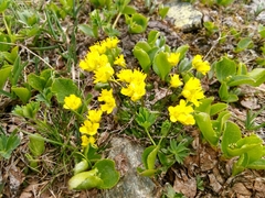 Draba aizoides