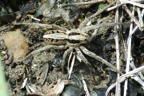 Schizocosa minnesotensis