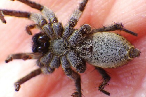 Schizocosa minnesotensis